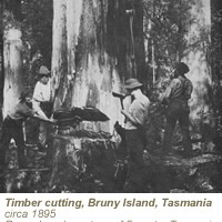 timber_felling_tasmania